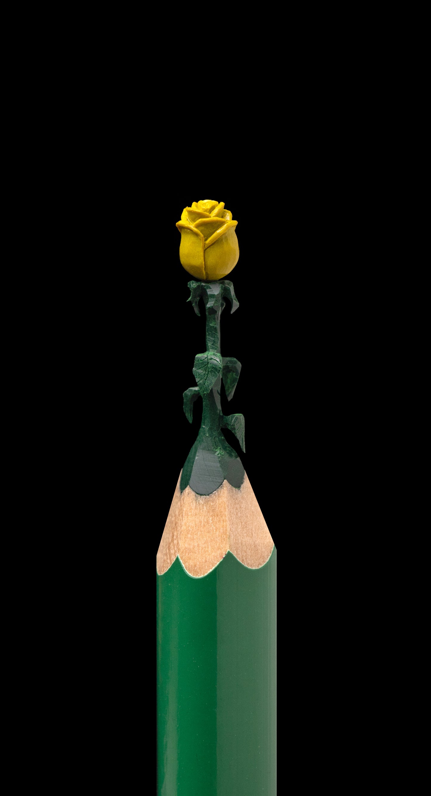 Yellow Rose